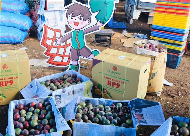 Giống chanh dây RP9 của Công ty Cổ phần Quốc tế Thông Đỏ. Ảnh: Hồng Điệp - TTXVN