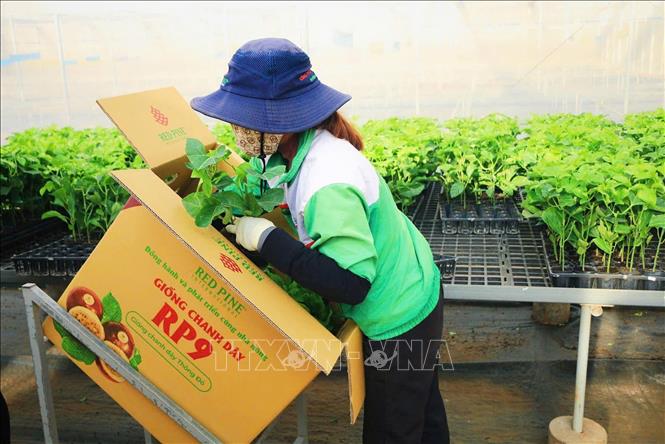 Công ty Cổ phần Quốc tế Thông Đỏ (Gia Lai) mỗi năm cung cấp 4 – 5 triệu cây giống đạt chuẩn. Ảnh: Hồng Điệp - TTXVN