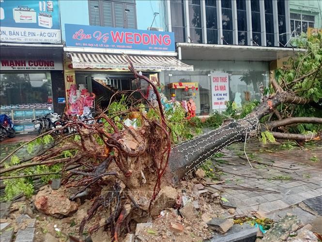 Bão số 5 làm nhiều cây xanh thuộc phường Hạc Thành, tỉnh Thanh Hóa bị gãy đổ. Ảnh: Nguyễn Nam-TTXVN