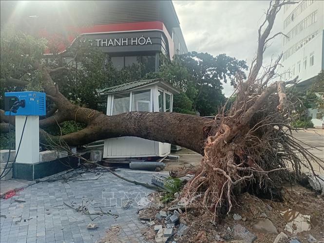 Bão số 5 làm nhiều cây xanh thuộc phường Hạc Thành, tỉnh Thanh Hóa bị gãy đổ. Ảnh: Nguyễn Nam-TTXVN
