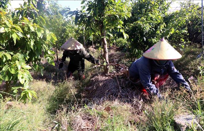 Người dân xã Cẩm Hưng chăm sóc cây trồng. Ảnh: Công Tường-TTXV