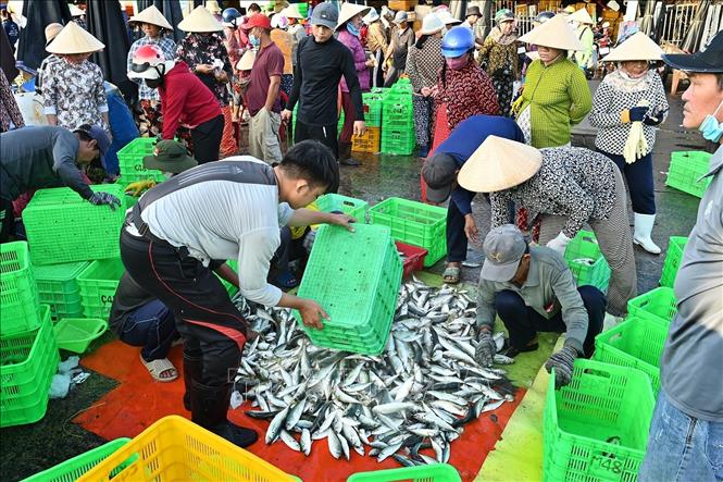 Cảng cá Phan Thiết là một trong những cảng cá lớn, quy tụ nhiều tàu cá trong và ngoài tỉnh cập cảng bốc dỡ hải sản. Ảnh: Hồng Hiếu - TTXVN