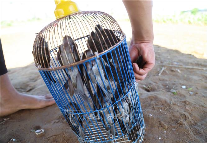 Sau gần 20 phút giật bẫy lưới trùm, hơn 10 con chim én đã bị bắt nhốt trong lồng sắt. Ảnh: Xuân Tiến - TTXVN 