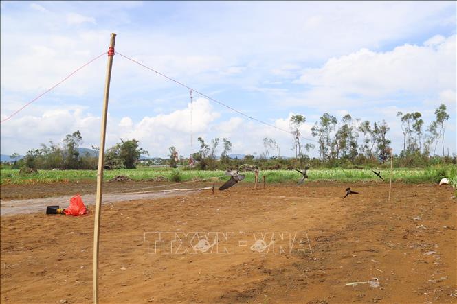 Thợ bẫy chim én sử dụng hệ thống loa giả tiếng chim én, những con chim mồi được cột trên dây luôn bay để nhử đàn sà xuống thấp và tấm lưới định hình khung bằng những cọc tre. Ảnh: Xuân Tiến - TTXVN 