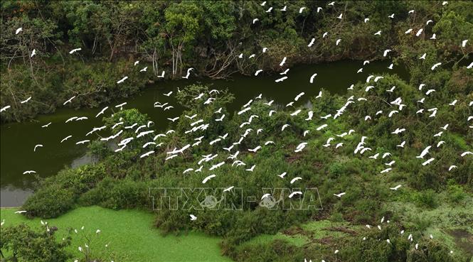Nestled deep among the towering limestone mountains that form a natural protective wall, Thung Nham has become an ideal home for birds to settle and breed. VNA Photo: Thùy Dung 