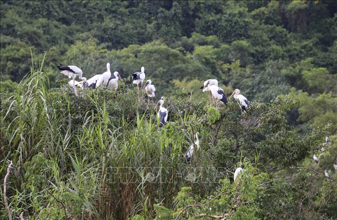 During the peak breeding season, the number of birds at the park can reach tens of thousands. VNA Photo: Thùy Dung