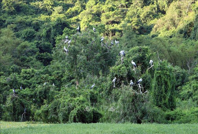 In winter, only a few birds migrate south, while the majority remain in the park and thrive during spring and summer. VNA Photo: Thùy Dung 