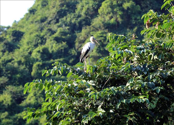  Thung Nham Bird Park is being actively conserved and sustainably managed by local authorities and the tourism site’s management board. VNA Photo: Thùy Dung 