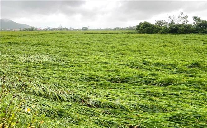 Do ảnh hưởng của bão và mưa lũ, hiện tại trên địa bàn tỉnh Quảng Trị có nhiều diện tích lúa Hè - Thu bị đổ ngã và ngập úng. Ảnh: TTXVN phát