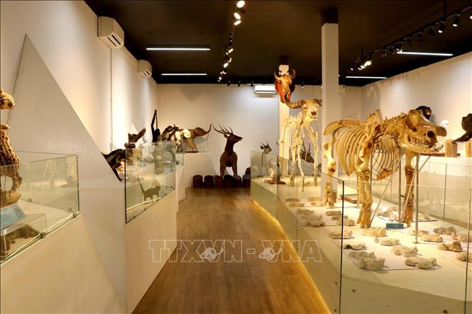 Tiêu  bản bộ xương cá thể tê giác Java cuối cùng ở Việt Nam đang được lưu giữ và bảo quản tại Vườn Quốc gia Cát Tiên. Ảnh: Sỹ Tuyên - TTXVN