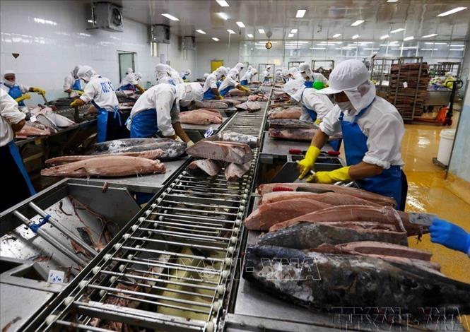 Xuất, nhập khẩu là điểm sáng nổi bật trong bức tranh kinh tế cả nước những năm qua, là kết quả của những nỗ lực không ngừng trong việc mở rộng thị trường, đa dạng hóa sản phẩm xuất khẩu và tận dụng các Hiệp định thương mại tự do (FTA) mà Việt Nam tham gia. Trong ảnh: Chế biến cá ngừ đại dương xuất khẩu sang thị trường Nhật Bản, Mỹ và châu Âu tại Công ty Cổ phần Thủy sản Bình Định (BIDIFISCO). Ảnh: Vũ Sinh - TTXVN

