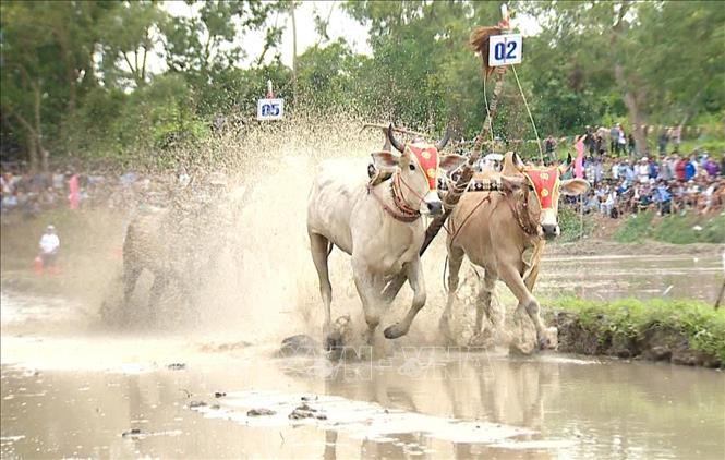 Các đôi bò so kề quyết liệt ở vòng thả, với quyết tâm giành kết quả tốt nhất. Ảnh: Công Mạo-TTXVN