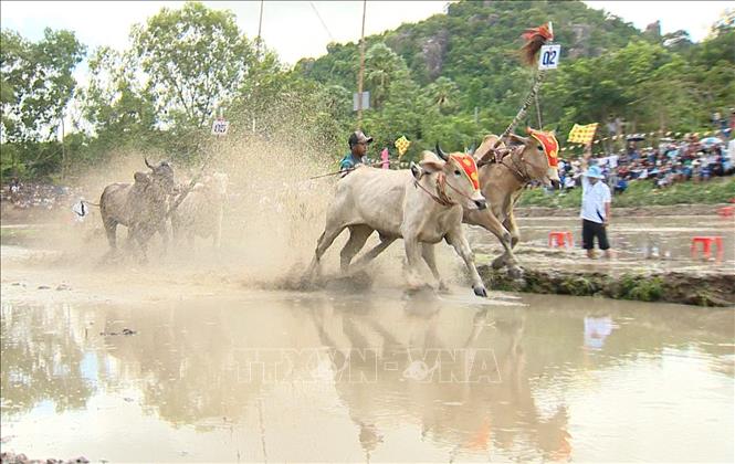Các đôi bò so kề quyết liệt ở vòng thả, với quyết tâm giành kết quả tốt nhất. Ảnh: Công Mạo-TTXVN