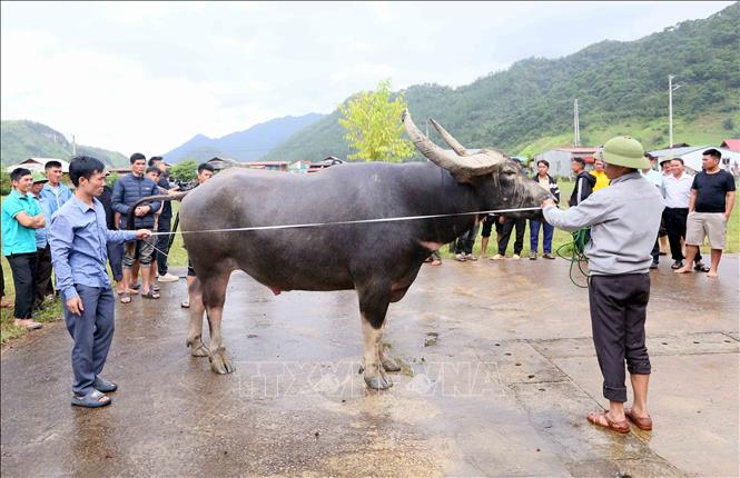 Thi “Hoàng tử trâu” tại Lễ hội mừng cơm mới xã Ngọc Chiến năm 2025. Ảnh: Quang Quyết - TTXVN