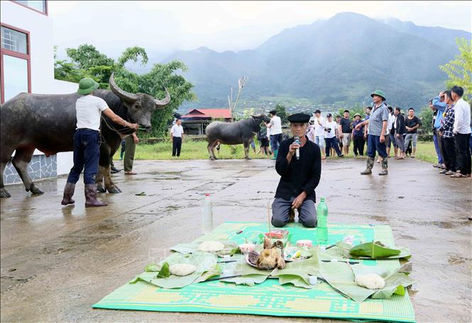 Nghi thức cúng vía trâu tại Lễ hội mừng cơm mới xã Ngọc Chiến năm 2025. Ảnh: Quang Quyết - TTXVN