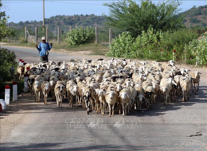 Phát triển chăn nuôi gia súc là thế mạnh của đồng bào Raglai ở các xã Bác Ái, Bác Ái Đông và Bác Ái Tây. Ảnh: Công Thử - TTXVN