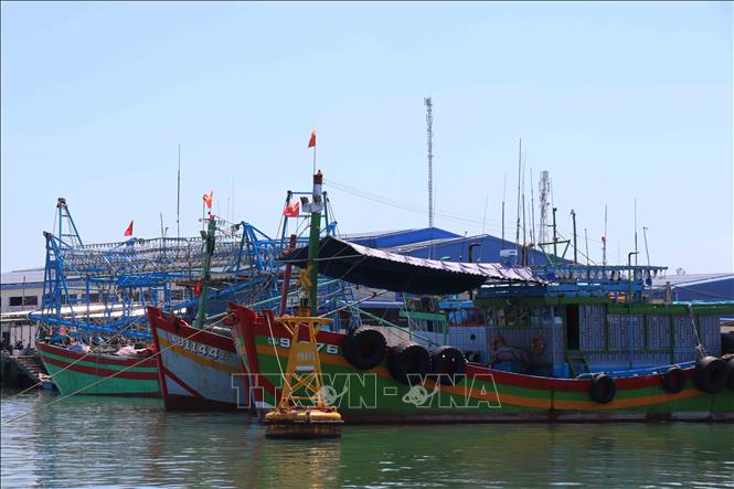 Để xây dựng ngành kinh tế biển hiện đại, bền vững, Tam Hải đã cấp lại đăng ký mới cho toàn bộ tàu cá và không còn tàu cá “3 không”. Ảnh: Đoàn Hữu Trung -TTXVN