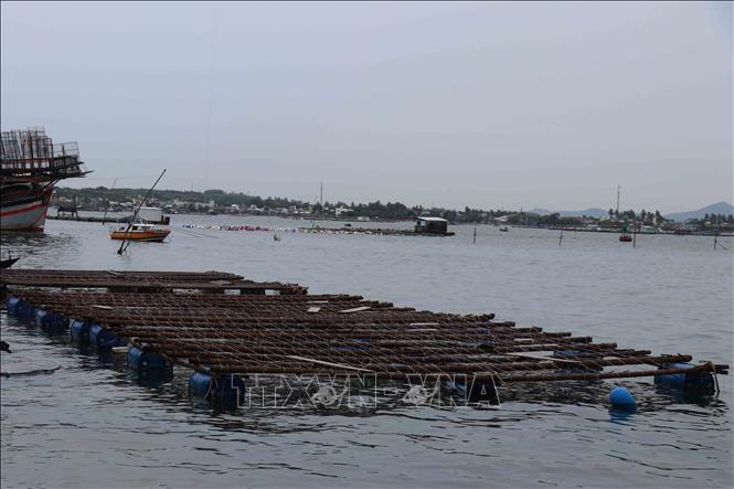 Hiện tại xã đảo Tam Hải duy trì 225 hồ nuôi tôm, nuôi cá, nuôi hàu lồng bè trên biển, với tổng diện tích gần 100 ha mặt nước, hơn 220 hộ tham gia. Ảnh: Đoàn Hữu Trung -TTXVN