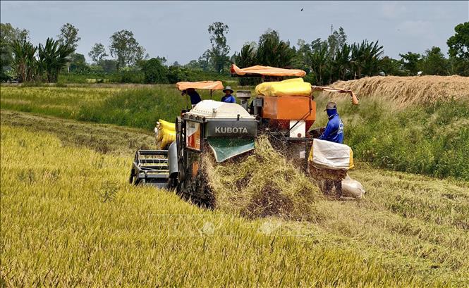 Khẩn trương thu hoạch lúa vụ Hè Thu trên cánh đồng xã Ô Lâm, An Giang. Ảnh: Thanh Sang-TTXVN