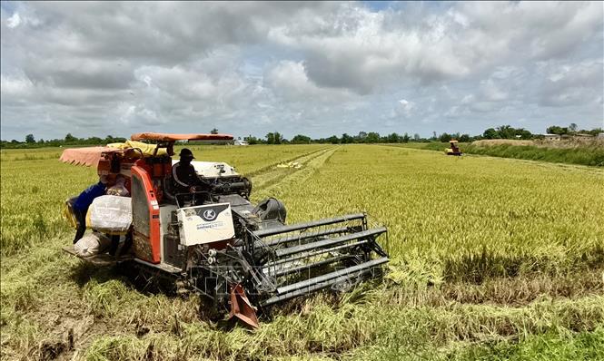 Máy gặt đập liên hợp hoạt động hết công suất, giúp nông dân rút ngắn thời gian thu hoạch. Ảnh: Thanh Sang-TTXVN