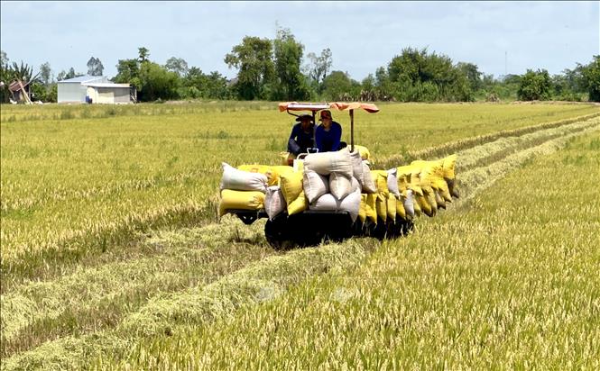 Thu hoạch lúa và tập kết lên xe để vận chuyển về nơi tiêu thụ. Ảnh: Thanh Sang-TTXVN