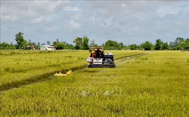 Nông dân xã Ô Lâm, tỉnh An Giang tất bật thu hoạch lúa Hè Thu. Ảnh: Thanh Sang-TTXVN