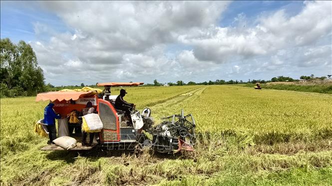 Máy gặt đập liên hợp hoạt động hết công suất, giúp nông dân rút ngắn thời gian thu hoạch. Ảnh: Thanh Sang-TTXVN