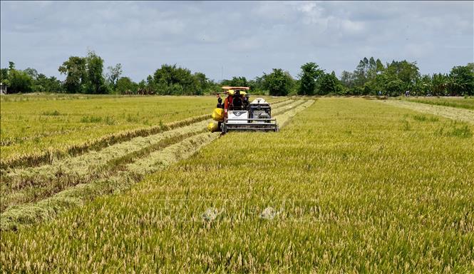 Nông dân xã Ô Lâm, tỉnh An Giang tất bật thu hoạch lúa Hè Thu. Ảnh: Thanh Sang-TTXVN