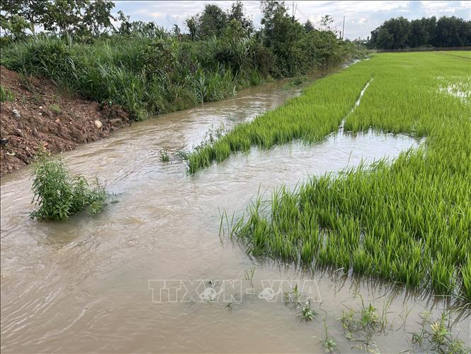 Nước lũ vẫn tiếp tục đổ về những cánh đồng ở xã Nam Thành gây ngập úng cục bộ. Ảnh: Hồng Hiếu- TTXVN