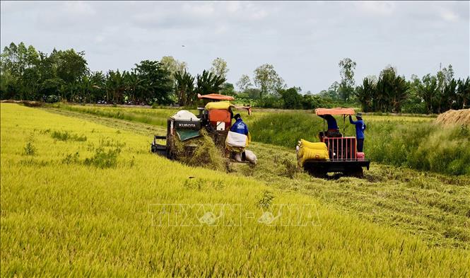 Người dân An Giang tranh thủ thu hoạch lúa Hè Thu khi thời tiết nắng ráo, tránh ảnh hưởng của mưa bão. Ảnh: Thanh Sang-TTXVN