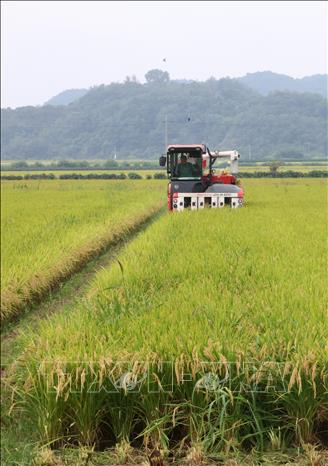 Nông dân thu hoạch lúa trên cánh đồng ở Gangwon, Hàn Quốc. Ảnh: Yonhap/TTXVN