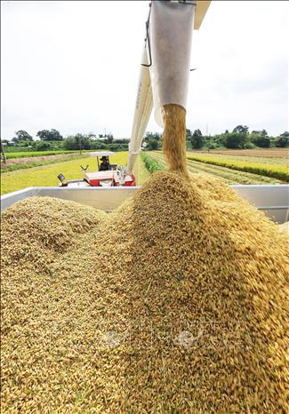 Nông dân thu hoạch lúa trên cánh đồng ở Hwaseong, Hàn Quốc. Ảnh: Yonhap/TTXVN