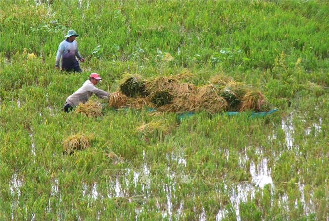 Mưa lớn nhiều ngày gần đây làm ruộng lúa bị ngập, không thu hoạch bằng máy được, người dân phải thu hoạch bằng tay và vận chuyện lúa bằng thuyền tại xã Vĩnh Viễn. Ảnh: Duy Khương – TTXVN