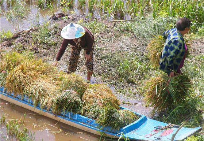 Mưa lớn nhiều ngày gần đây làm ruộng lúa bị ngập, không thu hoạch bằng máy được, người dân phải thu hoạch bằng tay và vận chuyện lúa bằng thuyền tại xã Vĩnh Viễn. Ảnh: Duy Khương – TTXVN