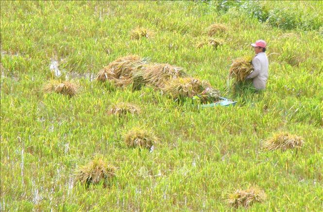 Mưa lớn nhiều ngày gần đây làm ruộng lúa bị ngập, không thu hoạch bằng máy được, người dân phải thu hoạch bằng tay và vận chuyện lúa bằng thuyền tại xã Vĩnh Viễn. Ảnh: Duy Khương – TTXVN