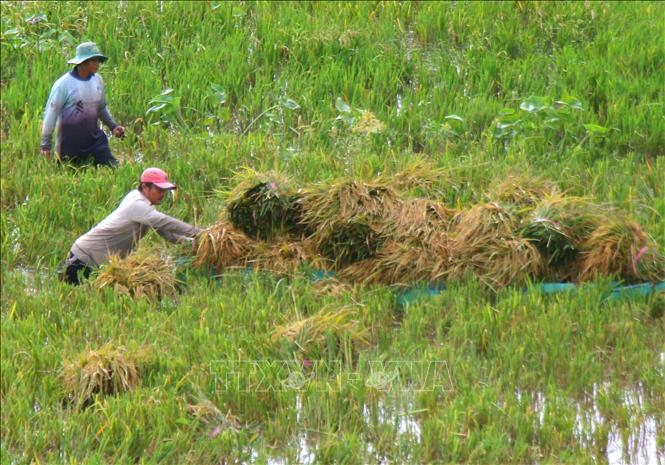 Lúa bị ngập, không thu hoạch bằng máy được, người dân phải thu hoạch bằng tay và vận chuyện lúa bằng thuyền tại xã Vĩnh Viễn. Ảnh: Duy Khương - TTXVN