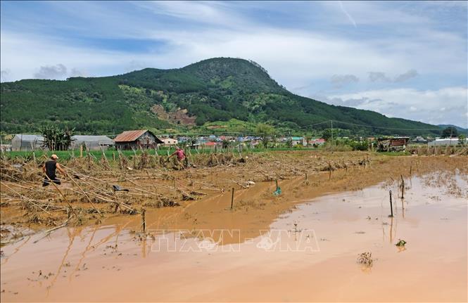 Hàng chục hecta hoa màu của người dân thôn K’Long, K’Rèn, Định An, Tân An (thuộc xã Hiệp An, huyện Đức Trọng cũ) bị thiệt hại do mưa lũ tối 5/9. Ảnh: Nguyễn Dũng – TTXVN