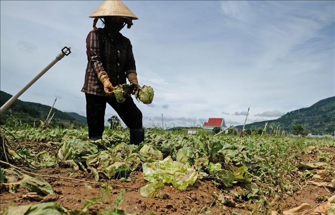 Vườn xà lách đang thu hoạch của một hộ dân thôn K’Long (xã Hiệp Thạnh, Lâm Đồng) bị thiệt hại hoàn toàn do nước lũ. Ảnh: Nguyễn Dũng – TTXVN