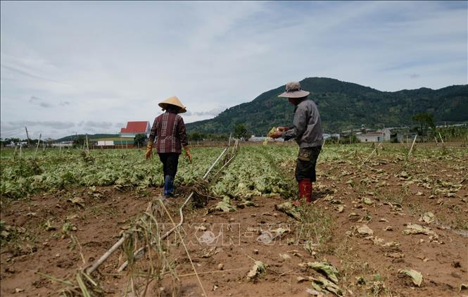 Vợ chồng ông Nguyễn Văn Năm (thôn K’Long, xã Hiệp Thạnh) bị nước lũ gây thiệt hại 1,5 hecta vườn xà lách đang cho thu hoạch. Ảnh: Nguyễn Dũng – TTXVN