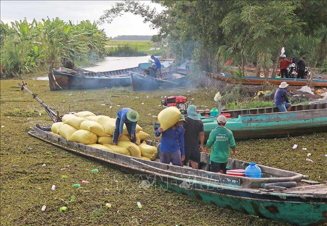 Đang vào cao điểm vụ thu hoạch, thế nhưng người trồng lúa tại Cà Mau thêm bất an khi việc tìm thương lái thu mua ngày càng khó khăn. Ảnh: Huỳnh Anh - TTXVN