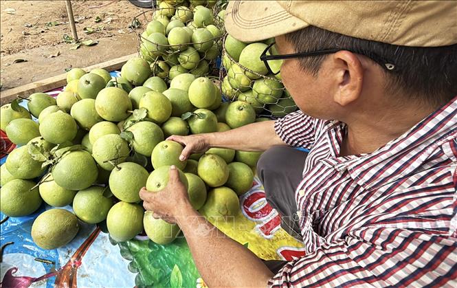 Người dân phường Thủy Xuân, thành phố Huế phân loại bưởi thanh trà sau thu hoạch. Ảnh: Nguyên Lý-TTXVN