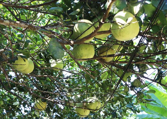 Bưởi thanh trà ở phường Thủy Xuân, thành phố Huế. Ảnh: Nguyên Lý-TTXVN