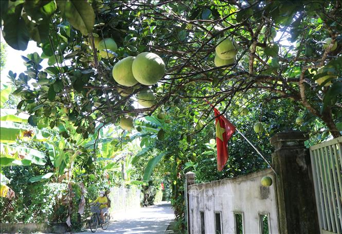 Bưởi thanh trà ở phường Thủy Xuân, thành phố Huế. Ảnh: Nguyên Lý-TTXVN