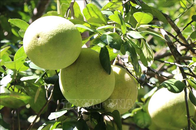  Bưởi thanh trà ở phường Thủy Xuân, thành phố Huế. Ảnh: Nguyên Lý-TTXVN