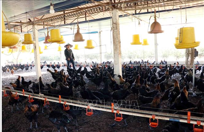 Gà đặc sản H'mông được nuôi theo quy trình an toàn sinh học tại Hợp tác xã nông nghiệp dược liệu Thiên Phúc. Ảnh: Trần Trang-TTXVN 