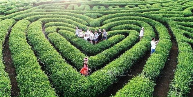 Du khách tham quan đồi chè tại Khu du lịch Quốc gia Mộc Châu, tỉnh Sơn La. Ảnh: TTXVN phát 