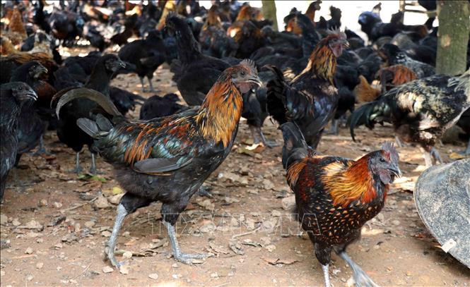  Gà H'mông thịt đen xương đen. Ảnh: Trần Trang-TTXVN 