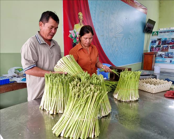 Thành viên Hợp tác xã dịch vụ tổng hợp nông nghiệp Tuấn Tú (xã Phước Dinh, tỉnh Khánh Hòa) sơ chế sản phẩm măng tây xanh đưa đi tiêu thụ. Ảnh: Nguyễn Thành – TTXVN