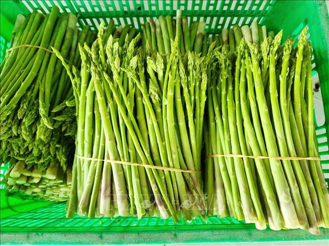 Sản phẩm măng tây xanh của Hợp tác xã dịch vụ tổng hợp nông nghiệp Tuấn Tú (xã Phước Dinh, tỉnh Khánh Hòa). Ảnh: Nguyễn Thành – TTXVN