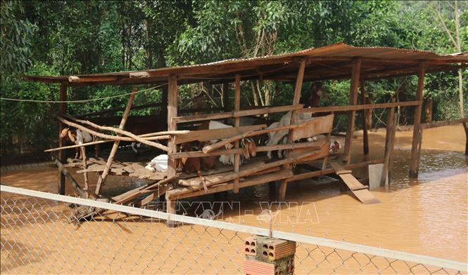 Gia súc của người dân ở xã An Viễn, tỉnh Đồng Nai được dời lên vị trí cao để hạn chế thiệt hại. Ảnh: Lê Xuân-TTXVN